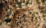 Mammillaria roseocentra (2).jpg